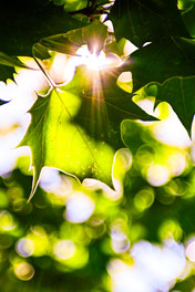 Kodak Projection Ektar f:4.5 75mm Enlarger Lens Flare Rays