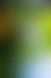 Bokeh of a Polaroid Land Camera Model 150 Lens 130mm f/8.8