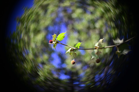 Hugo Meyer & Co Gorlitz Kinon Superior I F=3.5cm Projector Lens photo sample