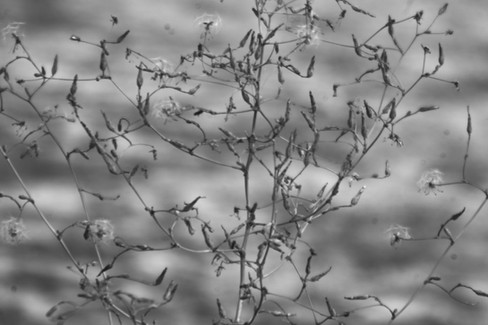 Rapid Rectilinear Bausch & Lomb 6.5-inch f/8 Camera Lens B&W Sample Shot