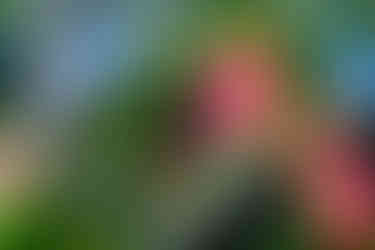 Bokeh of a Polaroid Land Camera Model 150 Lens 130mm f/8.8
