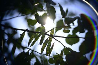 Vintage Bell & Howell 16mm 2inch f/1.2 Projector Lens Bubble and Swirly Bokeh Test and Review