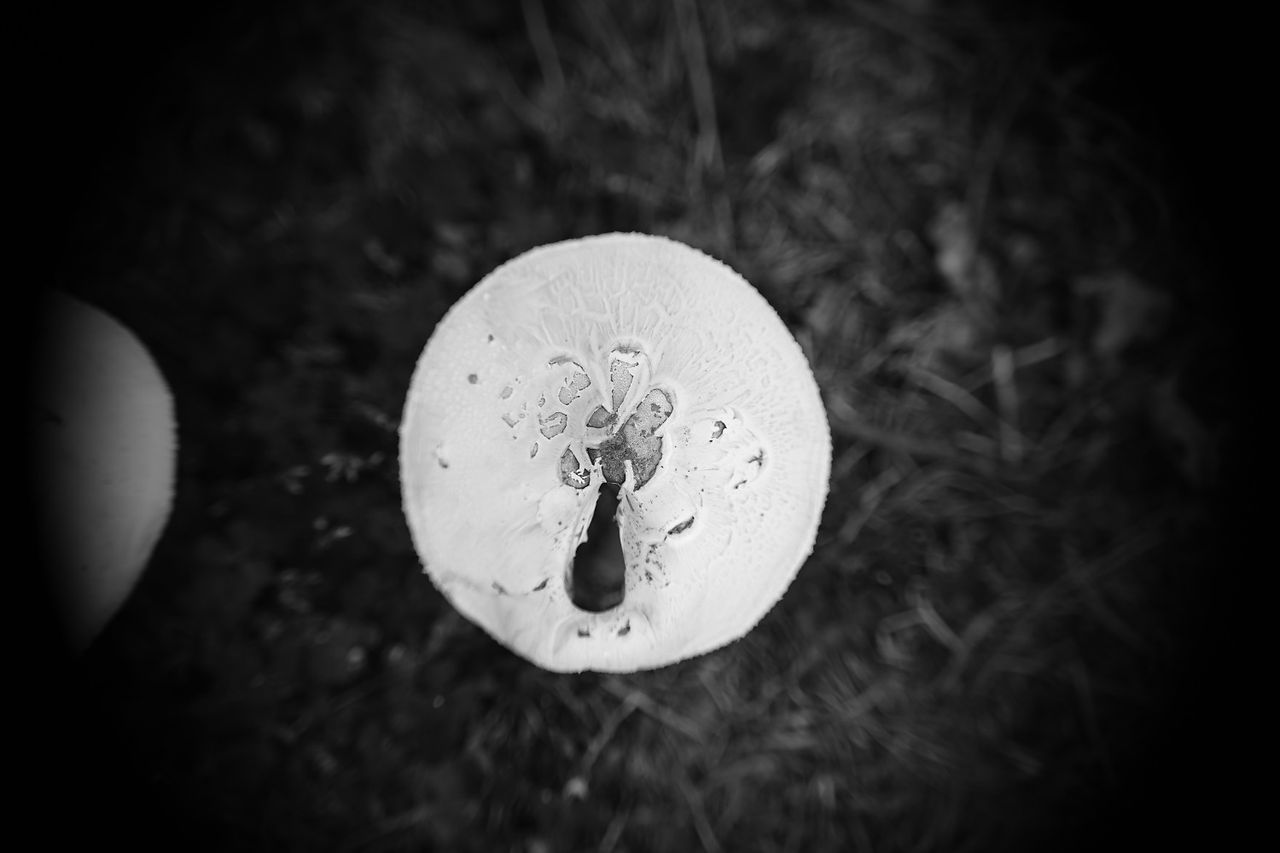 Nikon Coolscan LS-4000 ED Film Scanner Lens B&W Sample Image