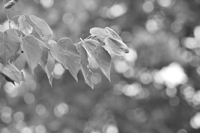 EL-Nikkor 180mm f/5.6 Nikon Enlarger Lens B&W Sample Photo