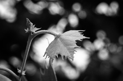 B&W Photo with a Polaroid Land Camera Model 150 Lens 130mm f/8.8