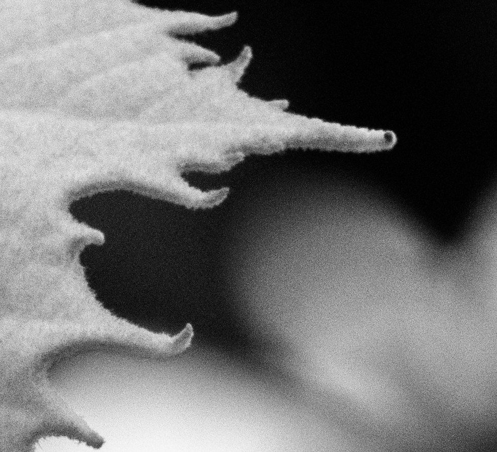 Grainy Photo from a Polaroid Land Camera Model 150 Lens 130mm f/8.8