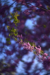 Sample photo by Meyer Gorlitz Kinon Superior I 1:1.8 f=5cm Projector Lens swirly bokeh