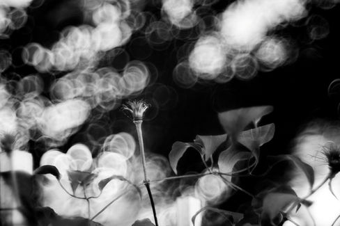 Steinheil Munchen Magnostar 1:2.8 f=8cm VL Projector Lens Black and White Photo Sample