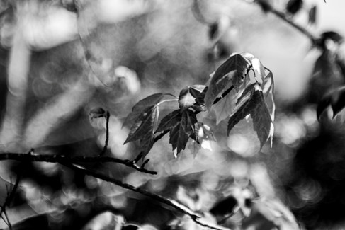 Triplet 78mm F/2.8 MMZ Projector Lens Black-and-White Bokeh