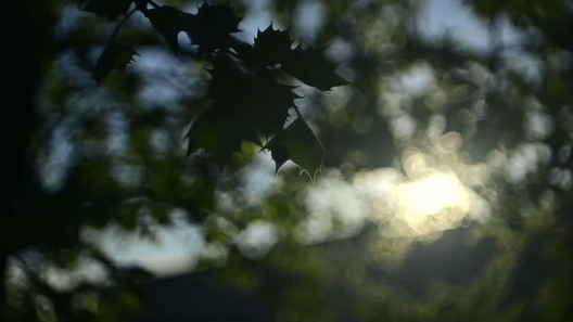 Laack Anastigmat 1:2.5 f=7.5cm Ihagee Projector Lens flare