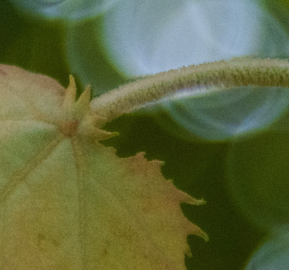 Grainy Photo from a Polaroid Land Camera Model 150 Lens 130mm f/8.8
