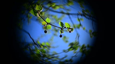 Hugo Meyer & Co Gorlitz Kinon Superior I F=3.5cm Projector Lens sample video