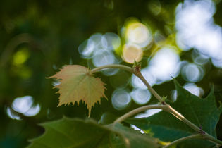 Polaroid Land Camera Model 150 Lens, 130mm f/8.8 Bokeh Test and Review