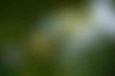 Bubble Bokeh of a Polaroid Land Camera Model 150 Lens 130mm f/8.8