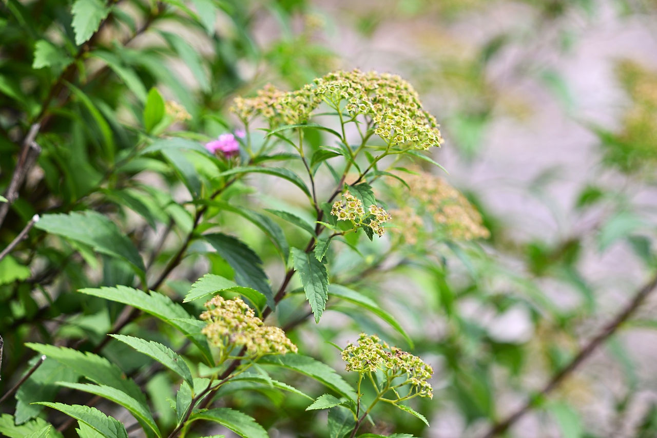 EL-Nikkor 180mm f/5.6 Nikon Enlarger Lens Color Sample Shot