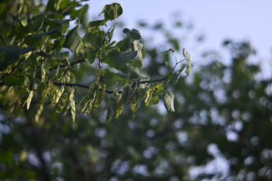 Vintage Meyer Gorlitz Diaplan 100mm 1:3 Projector Lens Swirly Bokeh Test and Review Photo