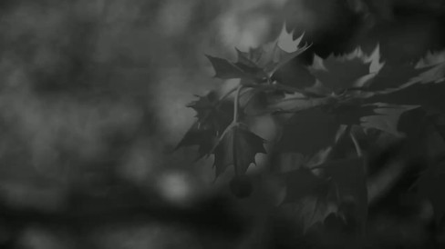 Laack Anastigmat 1:2.5 f=7.5cm Ihagee Projector Lens infrared videography