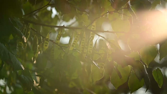 Vintage Meyer Gorlitz Diaplan 100mm 1:3 Projector Lens Flare Video Test and Review