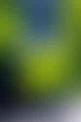 Bokeh Quality of a Polaroid Land Camera Model 150 Lens 130mm f/8.8