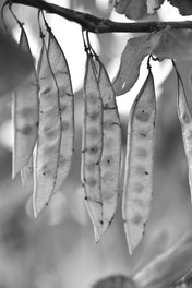 EL-Nikkor 180mm f/5.6 Nikon Enlarger Lens B&W Sample Shot