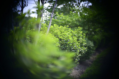 Bell & Howell 16mm 2inch f/1.2 Projector Lens Swirly Bokeh