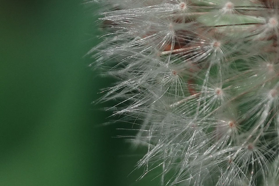 Sony RX10 Mark V Sample Shot