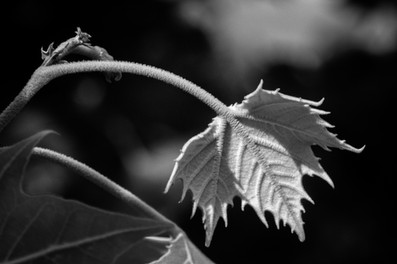 Black and White Photo with a Polaroid Land Camera Model 150 Lens 130mm f/8.8