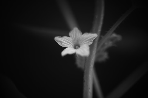 Bell & Howell 16mm 2inch f/1.6 Projection Lens B&W Sample Shot