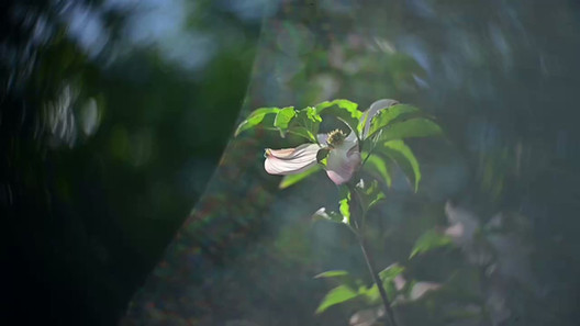 Kinon III F=5cm Hugo Meyer & Co Gorlitz Projector Lens Flare in Video