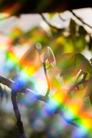 Flare of a Polaroid Land Camera Model 150 Lens 130mm f/8.8