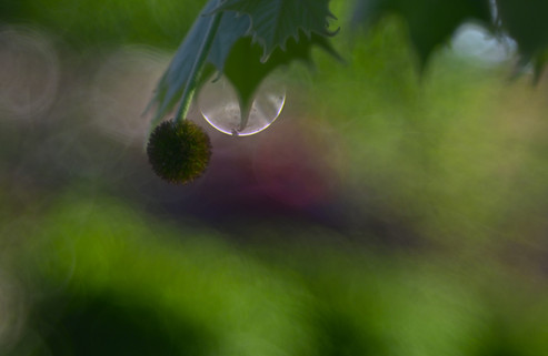 Laack Anastigmat 1:2.5 f=7.5cm Ihagee Projector Lens Photo Bokeh