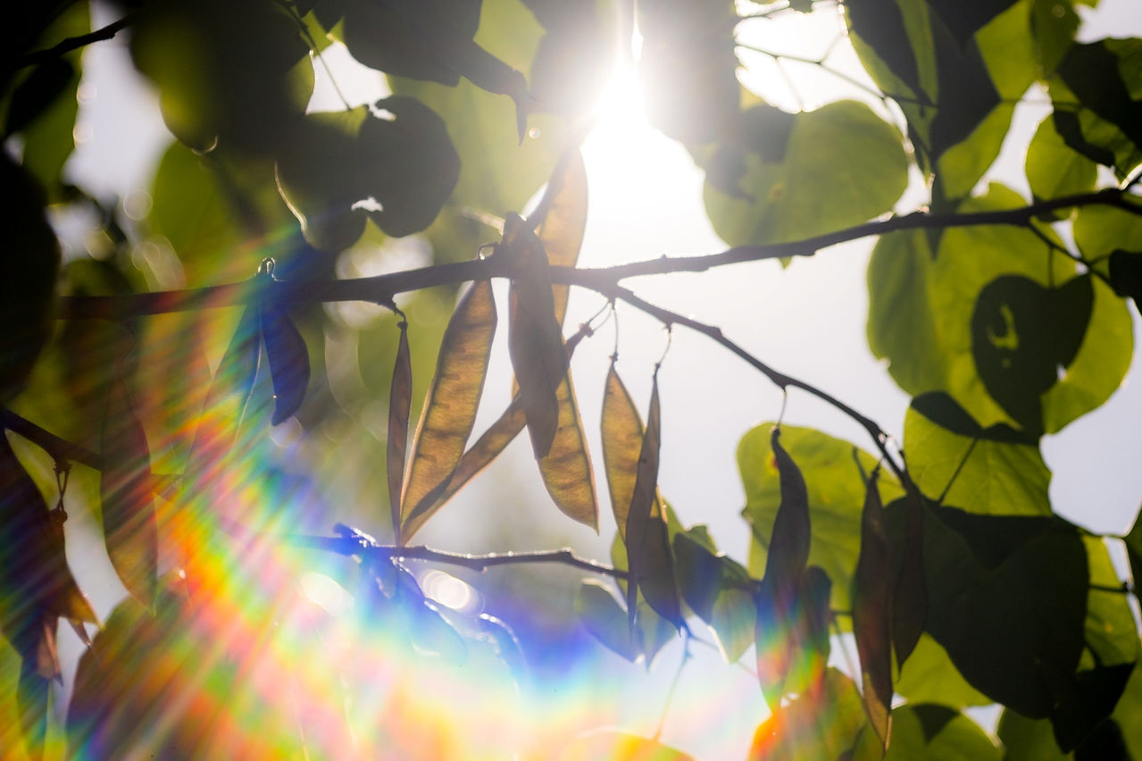 Wollensack Raptar 101mm f/3.5 Lens Rainbow Flare