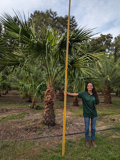 Nitida Palm Website Photo.jpg