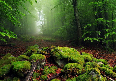 forest-landscape.jpg
