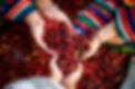 hands-coffee-bean.jpeg