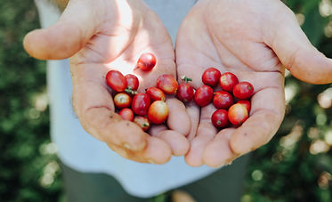Sloan Farms Kona Coffee