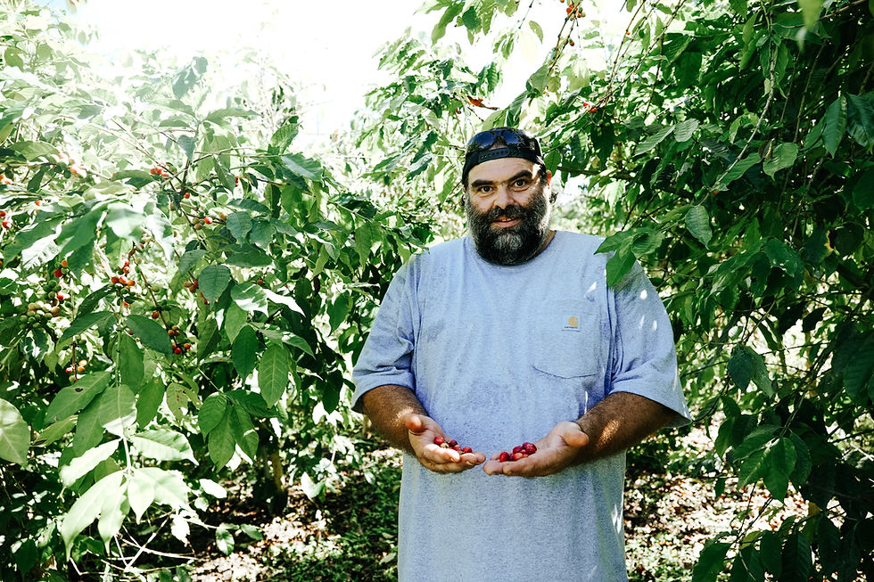 Farmer holding harvested coffee cherries in an orchard
