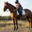 Miniature : Blanc SIMILI CUIR - Mixte Dressage