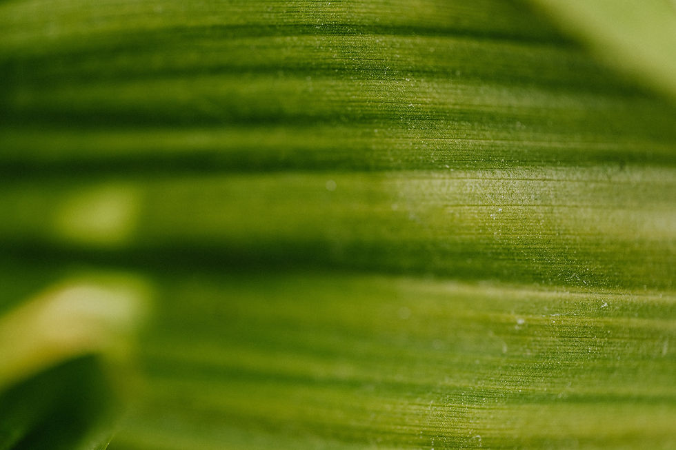 green1.jpg