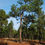 Thumbnail: Longleaf Pine, Pinus palustris