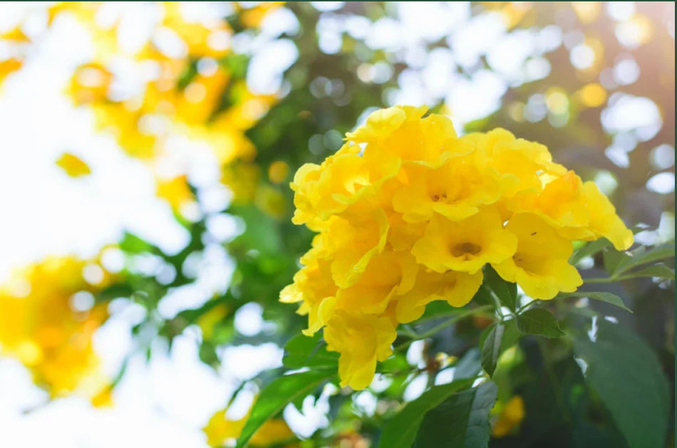 Thumbnail: Yellow Bells, Tecoma stans 