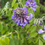 Thumbnail: American Wisteria 'Amethyst Falls', Wisteria frutescens