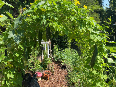 Cattle Panel Trellis