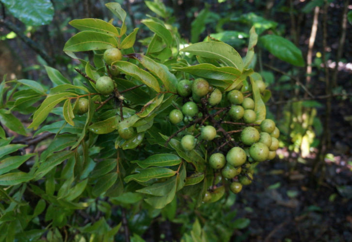Thumbnail: Soapberry, Sapindus saponaria