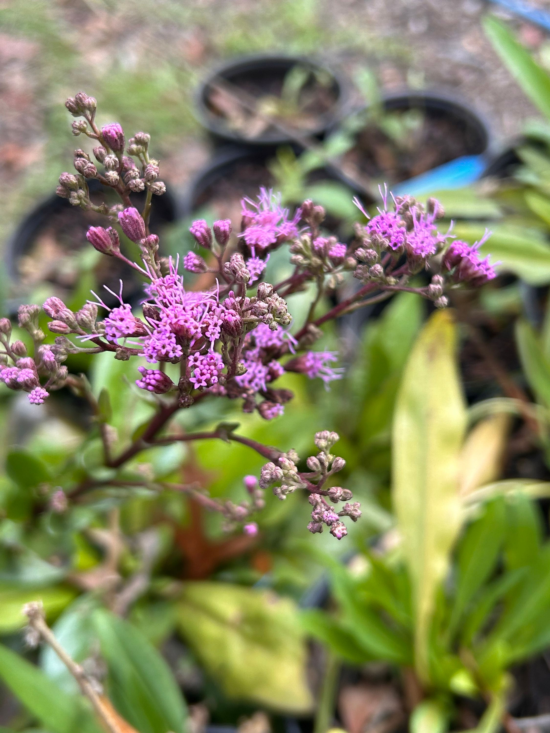 Vanillaleaf Plant, Carphephorus odoratissimus