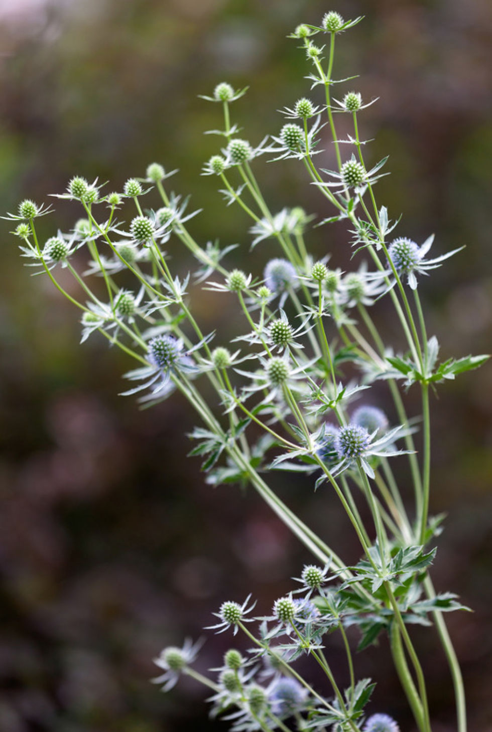 Thumbnail: Rattlesnakemaster, Eryngium yuccifolium