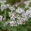 Thumbnail: White Wood Aster, Eurybia divaricata