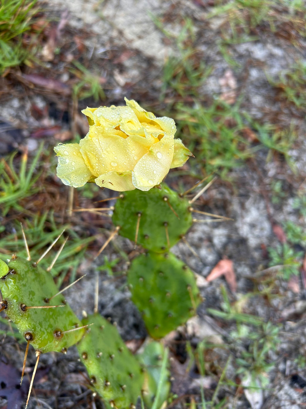 Thumbnail: Prickly Pear, Opuntia spp.