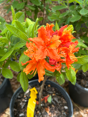 FL Flame Azalea 'Mooshatanio', Rhododendron austrinum | ANW
