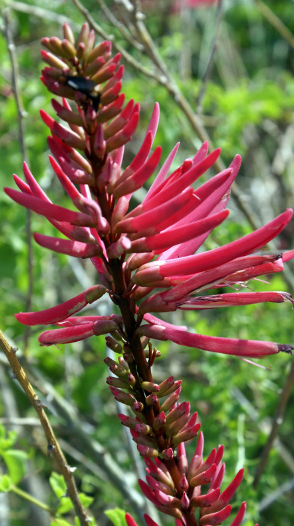 Thumbnail: Coral Bean, Cherokee Bean, Erythrina herbacea